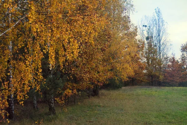 가을에 가운데에 — 스톡 사진
