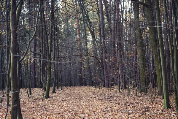 Herfst Een Prachtige Weg Het Bos Met Dunne Hoge Bomen — Stockfoto