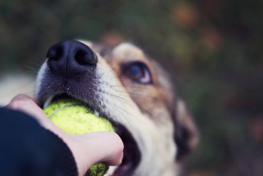 Köpek, bir insanın elinden topu almaya çalışıyor. Yüze odaklan..