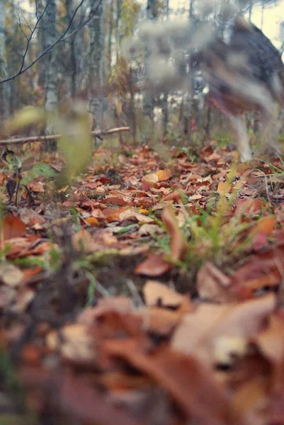 Herfst Bladeren Het Park Close — Stockfoto