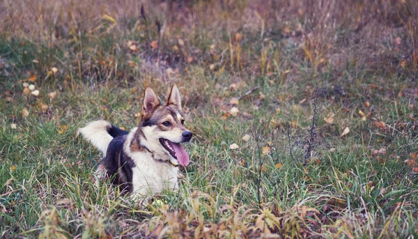 Een Prachtige Rode Hond Loungen Een Weide — Stockfoto