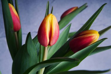 Bouquet of beautiful yellow-red tulips close-up.