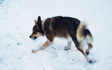 Kızgın bir köpek karda saldırmaya hazırlanıyor..