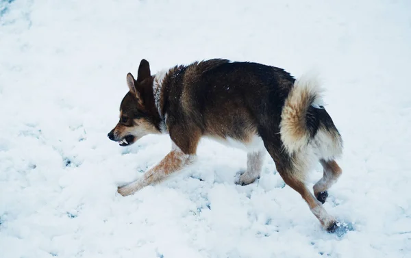 Vzteklý Pes Chystá Zaútočit Sněhu Stock Fotografie