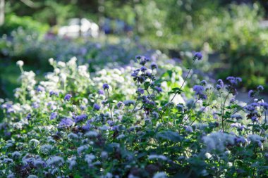 Kır çiçeği fotoğrafı.