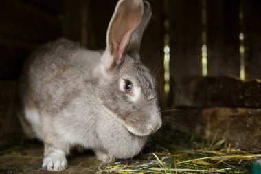 Tavşan odası bir gözlerime bakıyor.