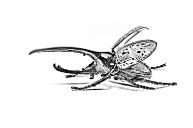 Kurşun kalemle boyalı böceği Herkül