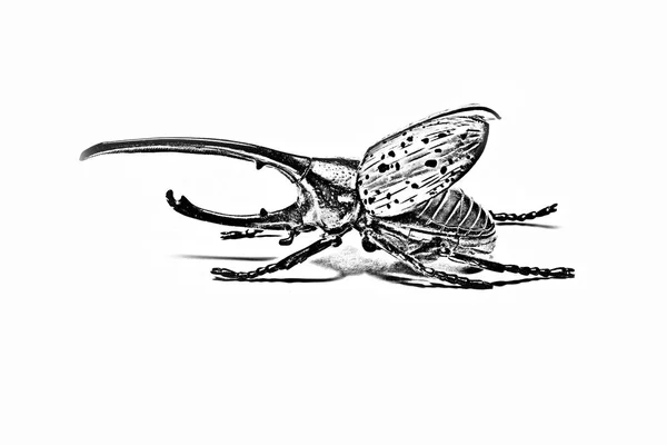 Pencil drawing of a beetle