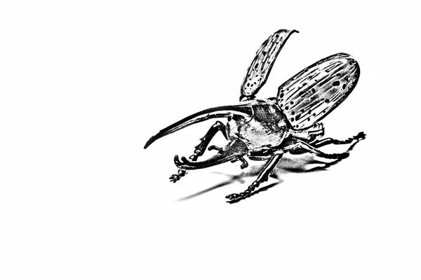 Pencil drawing of the beetle Hercules