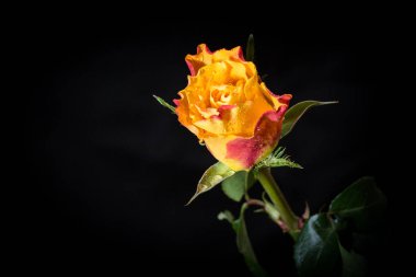 Su gül tomurcuğu damla