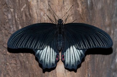 Bu onun adı Papilio Anchisiades kelebek