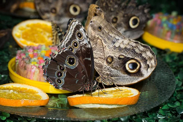 This  butterfly its name Morpho peleides — Stock Photo, Image