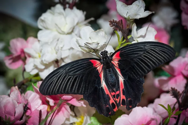 This  butterfly its name Papilio Anchisiades — Stock Photo, Image