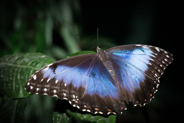 Esta borboleta seu nome Morpho peleides — Fotografia de Stock