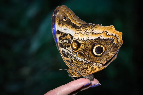 This  butterfly its name Morpho peleides — Stock Photo, Image