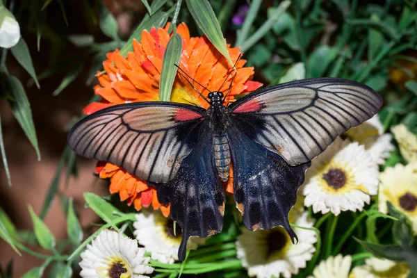 Bu onun adı Papilio maackii Menetries kelebek