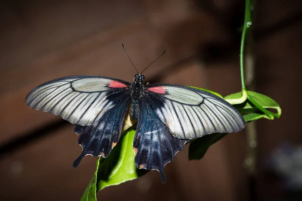 This  butterfly its name Papilio maackii Menetries — Stock Photo, Image