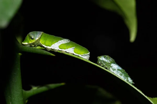 Lagarta de borboleta Papilio Polytes — Fotografia de Stock