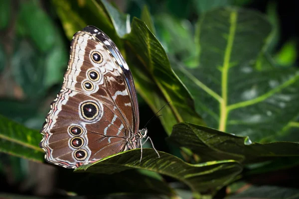 Bu onun adı biçim peleides kelebek