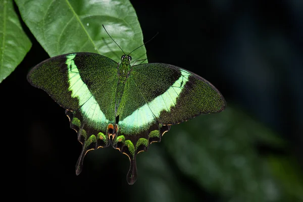 This  butterfly its name Papilio Palinurus — Stock Photo, Image