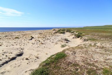 Sandy bölge barkhans ve zavallı bitki örtüsü ile
