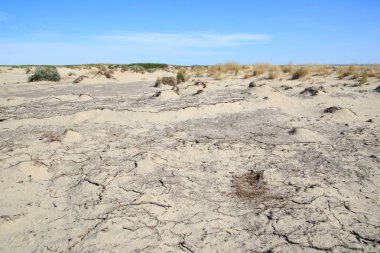 Sandy bölge barkhans ve zavallı bitki örtüsü ile