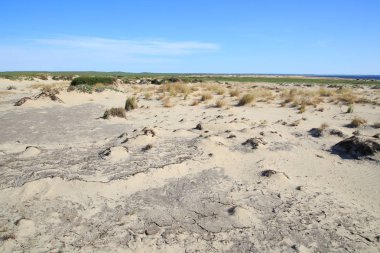 Sandy bölge barkhans ve zavallı bitki örtüsü ile