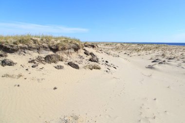 Sandy bölge barkhans ve zavallı bitki örtüsü ile