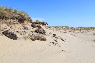 Sandy bölge barkhans ve zavallı bitki örtüsü ile