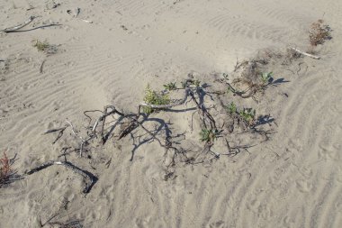 Sandy bölge barkhans ve zavallı bitki örtüsü ile
