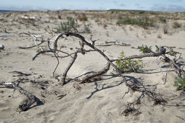 Sandy bölge barkhans ve zavallı bitki örtüsü ile