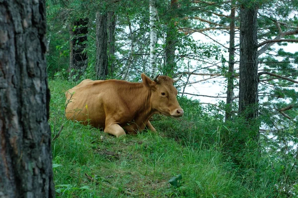 Bir çim üzerinde yalan inek — Stok fotoğraf