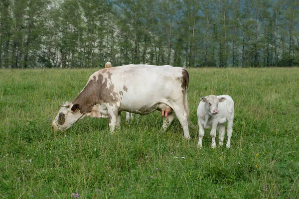 Cow and calf on a meadow — Stock Photo, Image