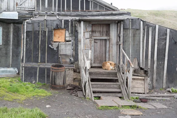 Le chien se trouve sur un porche de la maison — Photo