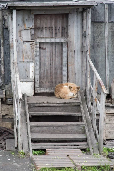 Le chien se trouve sur un porche de la maison — Photo