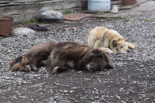 Dünya'daki köpekler uyku