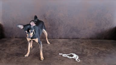 Köpek doğurmak Rus oyuncak bir dize ile çalış