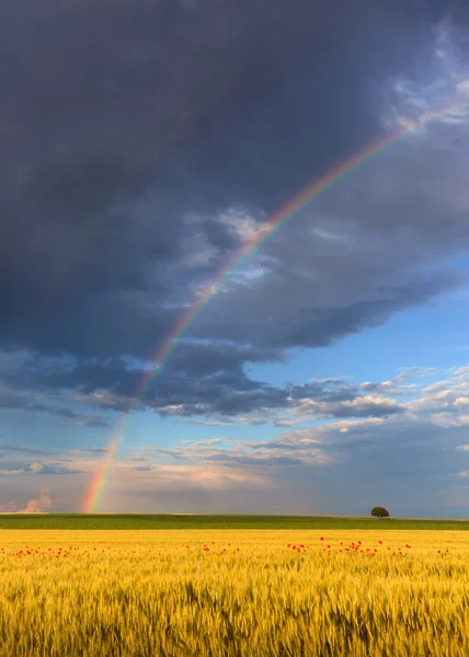 Arco-íris em campos agrícolas com árvore de solidão — Fotografia de Stock