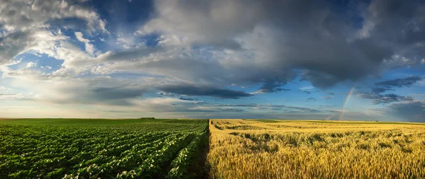 Panorama of young sunflower and wheat fields — Stock Photo, Image