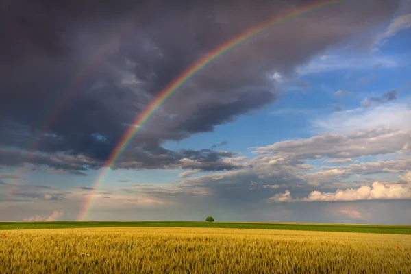 Grande arco-íris em campos agrícolas com árvore solitária — Fotografia de Stock