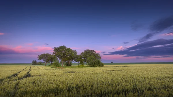 Pastoral tarım sahne alacakaranlıkta güzel gökyüzü karşı — Stok fotoğraf