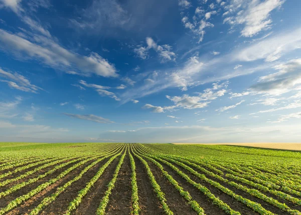 Young soybean crops at idyllic sunny day — Stock Photo, Image