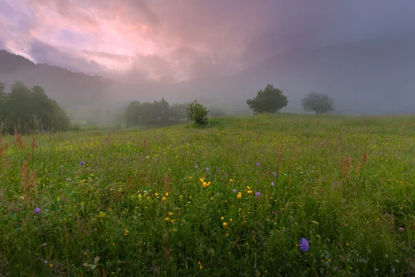 Foggy landscape on idyllic flower field at dawn — Stock Photo, Image