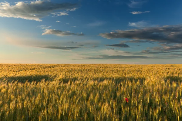 Idyllic landscape of agricultural fields at sunset — Stock Photo, Image