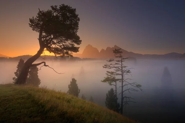 Baum bei nebligem Sonnenaufgang in den Südtiroler Alpen — Stockfoto