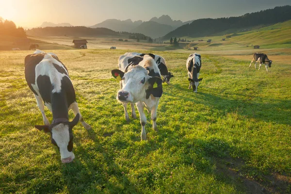Manada de vacas pastando en los Alpes al amanecer — Foto de Stock