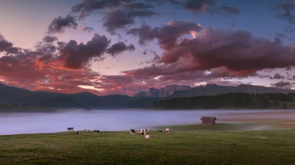 Herd of cows grazing in misty meadow at beautiful puple dawn — Stock Photo, Image