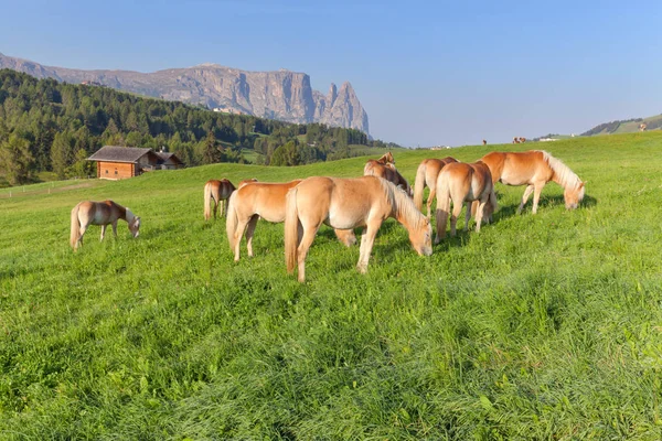 South Tyrol içinde yeşil mera üzerinde güzel atlar — Stok fotoğraf