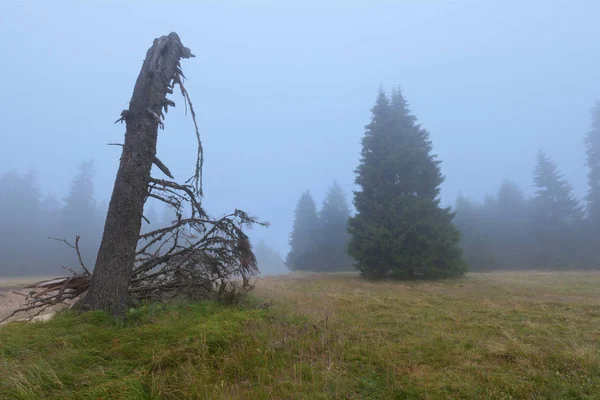 Kuusen luontainen metsä mystisenä maisemana — kuvapankkivalokuva