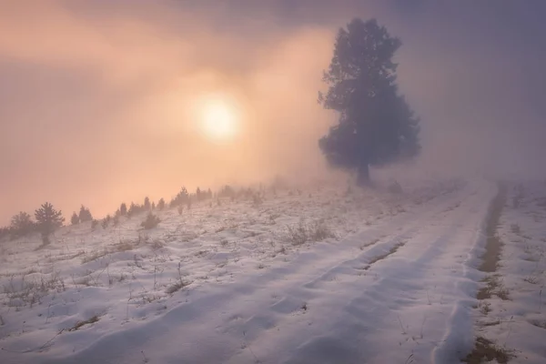 Lonetree vuren in dikke mist besneeuwde omgeving — Stockfoto